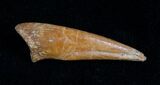 Raptor Claw and Toe Bone - Great Preservation #5172-1